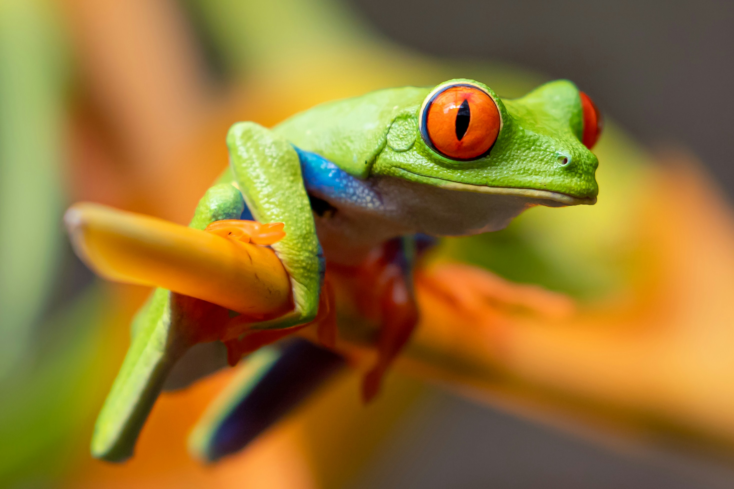 VBP - CostaRica -stephanie-leblanc-
