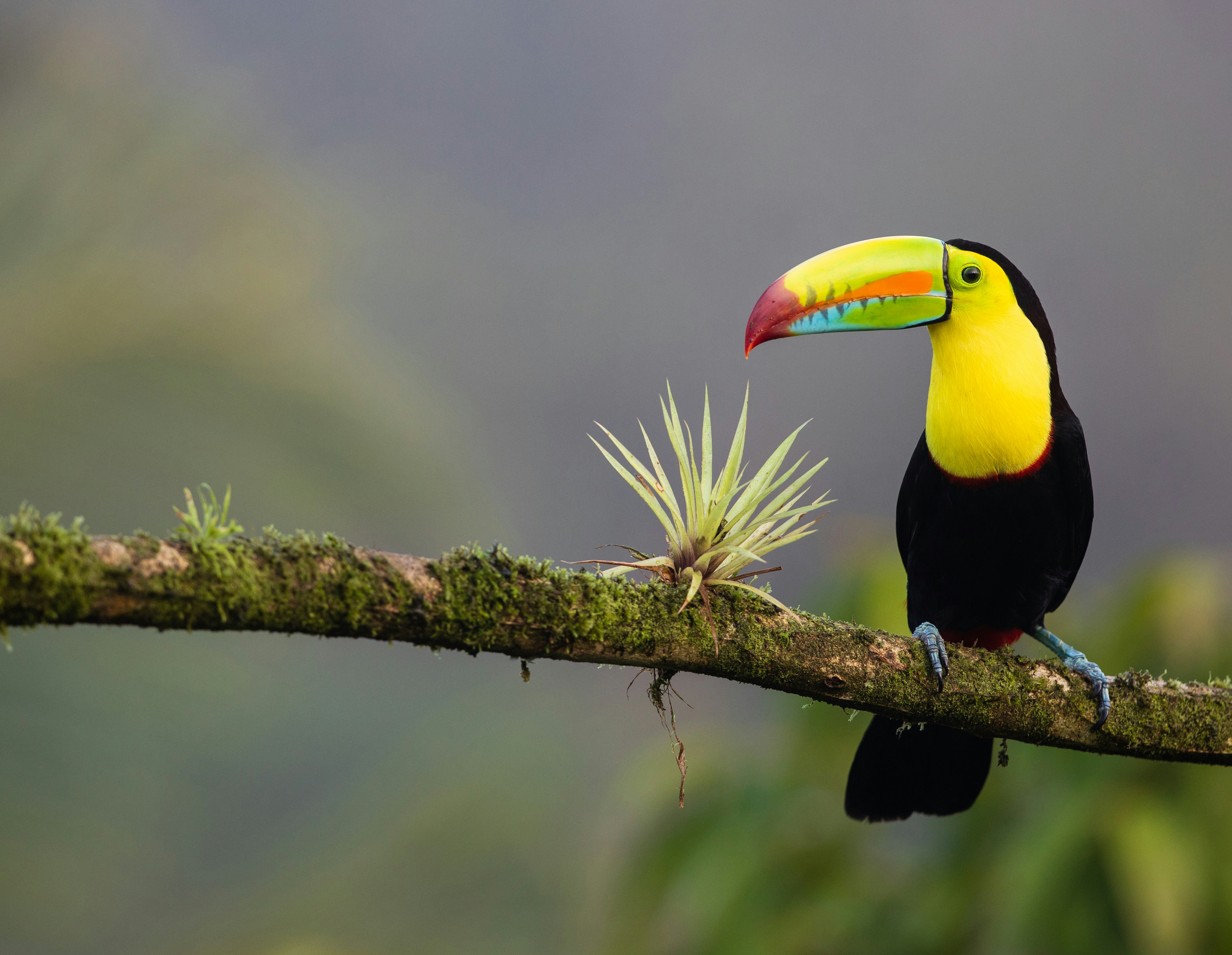 VBP - CostaRica - zdenek-machacek (1)